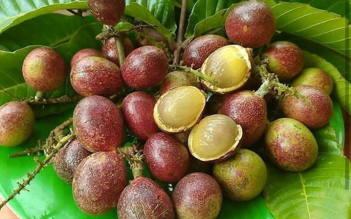 Buah Matoa: Si “Magic Fruit” dari Papua yang Punya Tiga Rasa dalam Satu Gigitan!